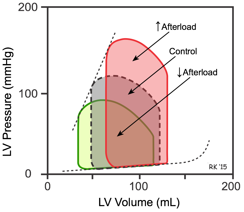 Afterload interdependent effects on ventricular pressure-volume loops